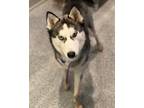 Adopt Kai a White - with Gray or Silver Siberian Husky / Mixed dog in