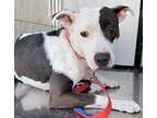 Adopt PAIGE* a White - with Black Bull Terrier / Mixed dog in Garland