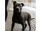 Adopt Sid 23050 a Gray/Silver/Salt & Pepper - with Black Mixed Breed (Medium) /