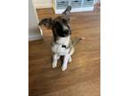 Adopt Lola May a Brown/Chocolate - with Black German Shepherd Dog dog in