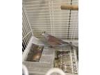 Adopt Hugo a Brown Dove / Dove / Mixed bird in Montreal, QC (37119553)