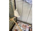 Adopt Latte a White Dove / Dove / Mixed bird in Montreal, QC (37119552)