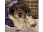 Adopt Billy a Black - with White Miniature Poodle / Schnauzer (Miniature) /