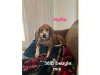 Adopt Nellie a Beagle / Mixed dog in Brookeville, MD (37118506)