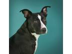 Adopt Darlene a Bull Terrier / Border Collie / Mixed dog in Vallejo