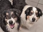 Adopt GUAPO a Black Australian Shepherd / Mixed dog in Denver, CO (37115399)
