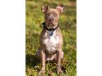 Adopt Peppa Pig a Brown/Chocolate Pit Bull Terrier dog in Provo, UT (37115352)
