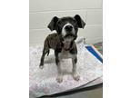 Adopt Baby a Cane Corso / Mixed dog in Vernon, BC (37117050)