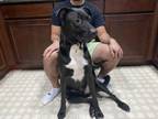 Adopt Monty a Black - with White German Shepherd Dog / American Pit Bull Terrier
