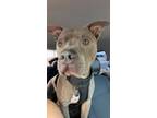 Adopt Mookie a Gray/Silver/Salt & Pepper - with White American Pit Bull Terrier