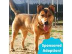 Adopt Bear a Brown/Chocolate Husky / Mixed dog in Portola, CA (34128701)