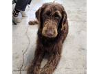 Adopt Lucy a Brown/Chocolate Poodle (Standard) / Labrador Retriever / Mixed dog