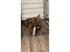 Adopt Boss a Brindle Bull Terrier / Bull Terrier / Mixed dog in Provo