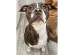 Adopt Ellie a Brindle - with White American Staffordshire Terrier / Mixed dog in