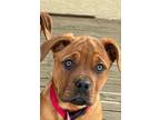 Adopt Jen - Adoption Pending a Rottweiler / Pit Bull Terrier / Mixed dog in