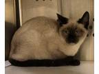 Adopt Diesel a Tan or Fawn Siamese / Domestic Shorthair / Mixed cat in Natchez
