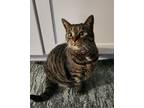 Adopt Carrie a Domestic Shorthair / Mixed (short coat) cat in Brainardsville