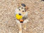Adopt Ruggles a Norfolk Terrier, Corgi