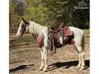 Spotted Saddle Trail Gelding