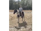 Beautiful chestnut and white spotted saddlehorse gelding 14.2 hands three year