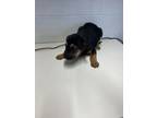 Adopt Bentley a German Shepherd Dog, Shar-Pei