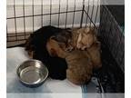 Yorkshire Terrier PUPPY FOR SALE ADN-541395 - Yorkie babies