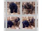 Poodle (Toy) Mix PUPPY FOR SALE ADN-540728 - Yorkiepoo
