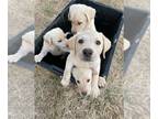 Labrador Retriever PUPPY FOR SALE ADN-541156 - lab puppies Labrador cream