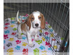 Beagle PUPPY FOR SALE ADN-541284 - Beagle Puppy