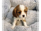 Cavalier King Charles Spaniel PUPPY FOR SALE ADN-540966 - Cavalier King Charles