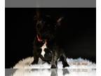 French Bulldog PUPPY FOR SALE ADN-541121 - Brindle French bulldog
