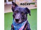 Adopt Rocky a Catahoula Leopard Dog, Mixed Breed