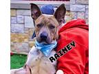 Adopt Rainey a Pit Bull Terrier, Mixed Breed