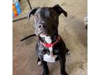 Adopt Billie a Pit Bull Terrier, Mixed Breed