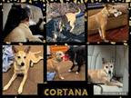 Adopt Cortana a Husky, Labrador Retriever