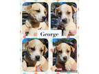 Adopt George a German Shepherd Dog, Husky