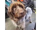 Adopt Rustina a German Wirehaired Pointer