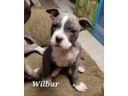 Adopt Wilbur a Pit Bull Terrier