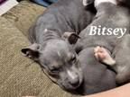 Adopt Bitsey a American Staffordshire Terrier