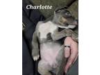 Adopt Charlotte a American Staffordshire Terrier