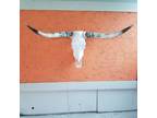 Real Steer Cow Skull 4feet,8inches w Polished Bull Horns - Opportunity