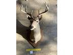 10 point shoulder mount buck taxidermy man cave cabin decor - Opportunity