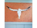 Real Steer Cow Skull 4feet,4inches w Polished Bull Horns - Opportunity