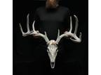 European Skull Whitetail Deer Antlers Set Wild Iowa Horns - Opportunity
