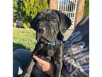 Cane Corso Puppy for sale in Menifee, CA, USA