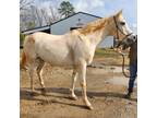 Adopt Flurry a Arabian / Mixed horse in Hohenwald, TN (37128787)