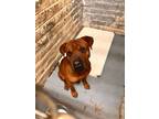 Adopt Buddy a Red/Golden/Orange/Chestnut Shar Pei dog in Kingman, AZ (37128600)