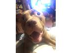 Adopt Draco a Tan/Yellow/Fawn American Pit Bull Terrier / Mixed dog in Union