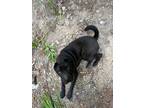 Adopt Maverick a Black Shar Pei / Mixed dog in Central Square, NY (37128053)