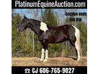 Super Smooth Gaited, Trail Horse Deluxe!!! Place your bids at